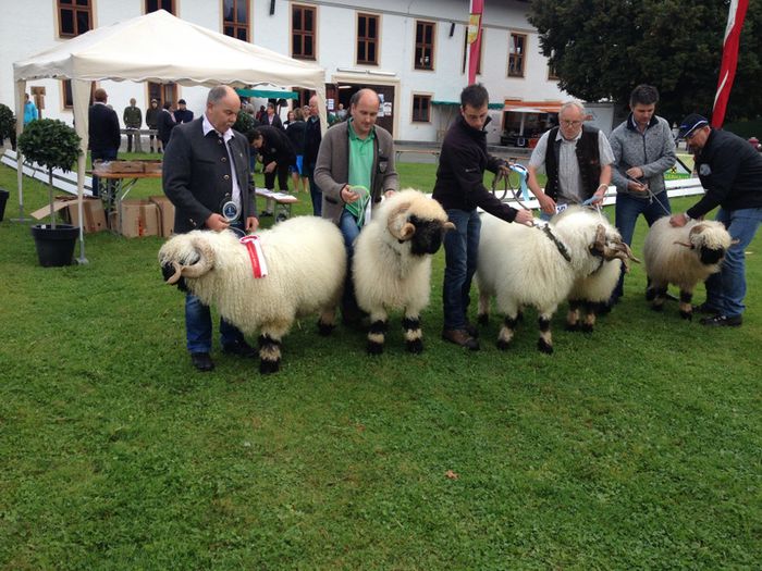 Walliser bot negru la un concurs-8z