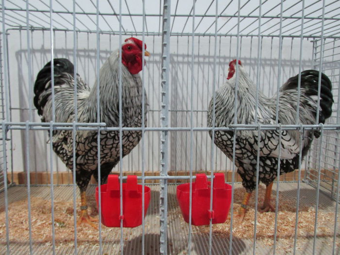 IMG_0032 - Straubing 2015