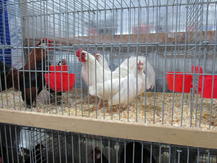 IMG_0033 - Straubing 2015