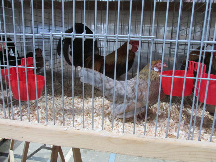 IMG_0034 - Straubing 2015