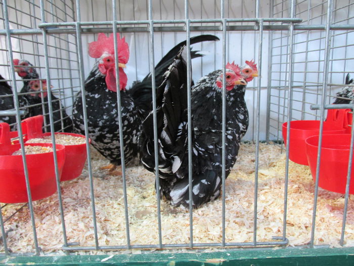 IMG_0036 - Straubing 2015