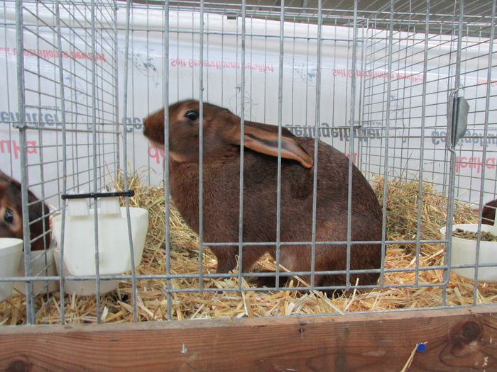 IMG_0040 - Straubing 2015