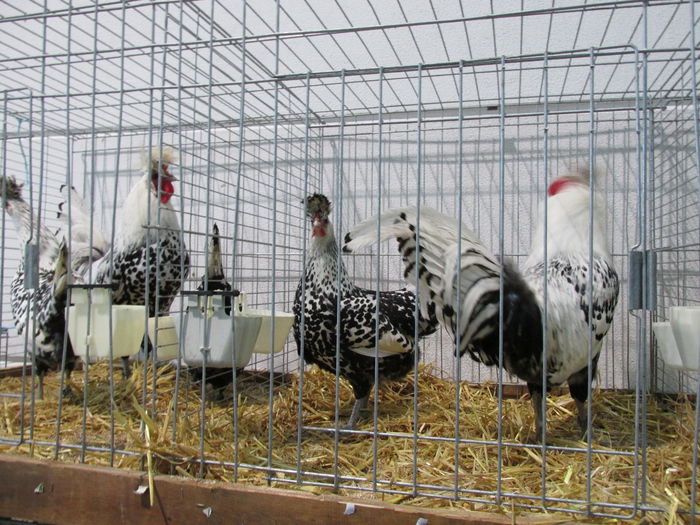 IMG_0041 - Straubing 2015