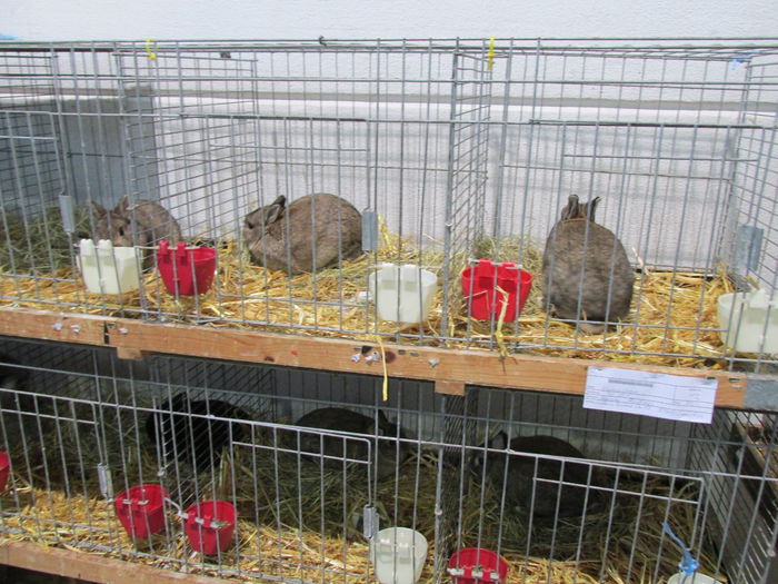 IMG_0042 - Straubing 2015