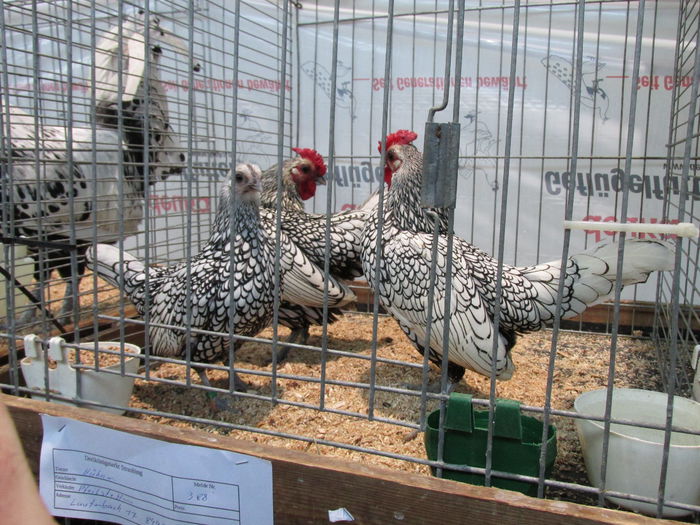 IMG_0044 - Straubing 2015