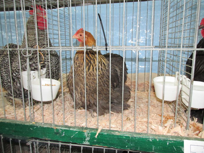 IMG_0058 - Straubing 2015