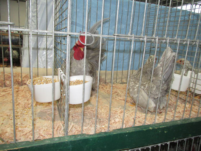 IMG_0060 - Straubing 2015