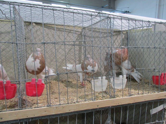 IMG_0063 - Straubing 2015