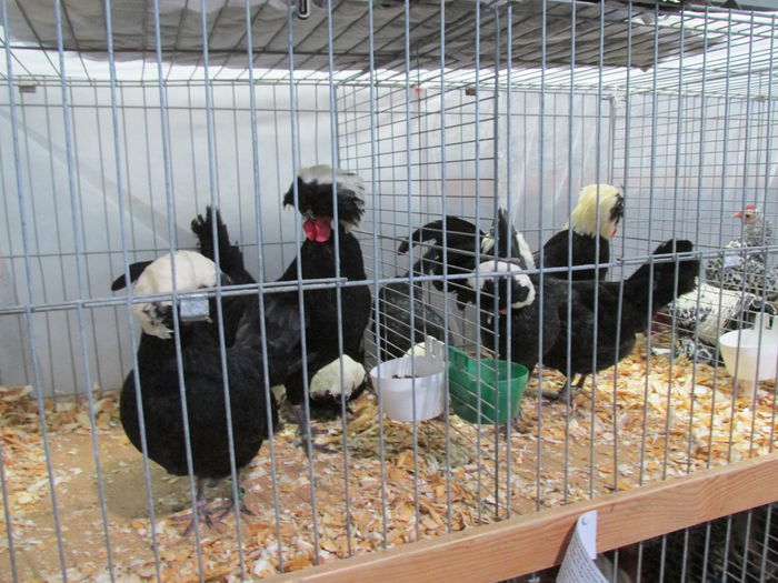 IMG_0064 - Straubing 2015