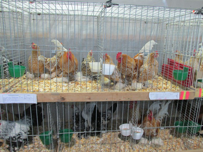 IMG_0065 - Straubing 2015