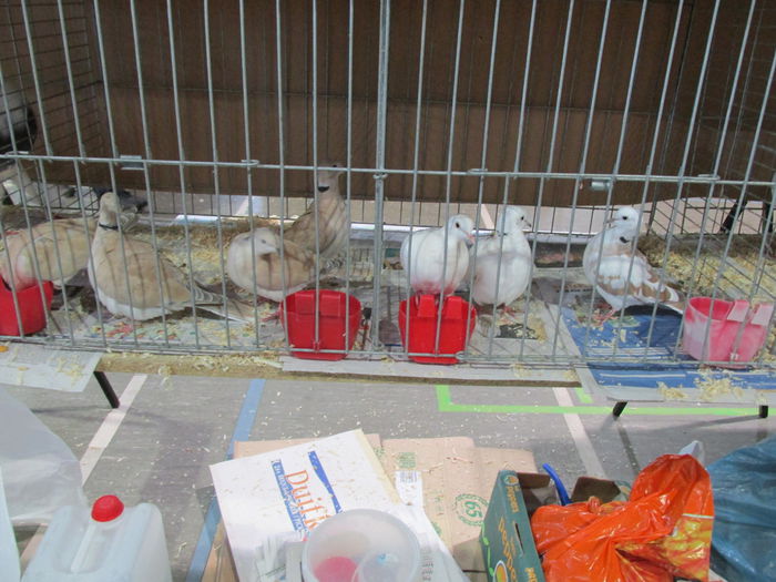 IMG_0066 - Straubing 2015