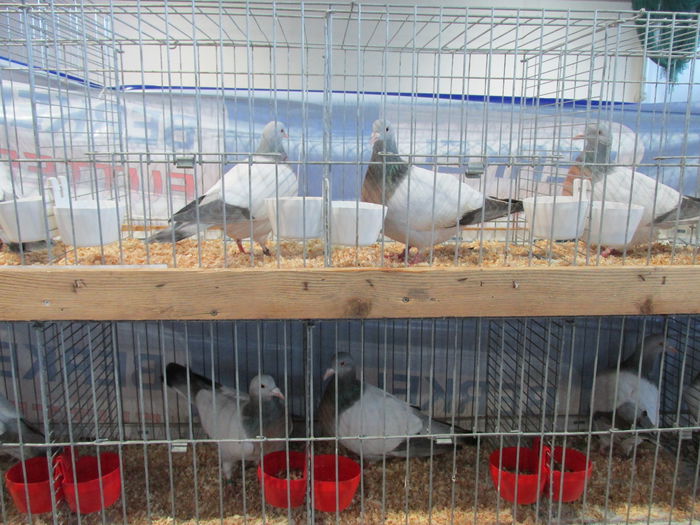 IMG_0068 - Straubing 2015