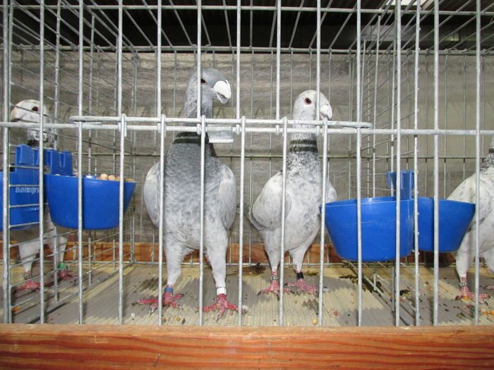 IMG_0069 - Straubing 2015