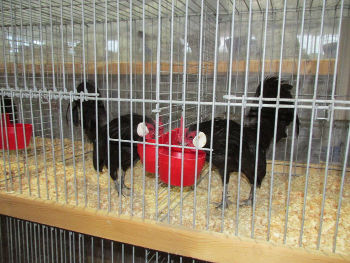 IMG_0070 - Straubing 2015