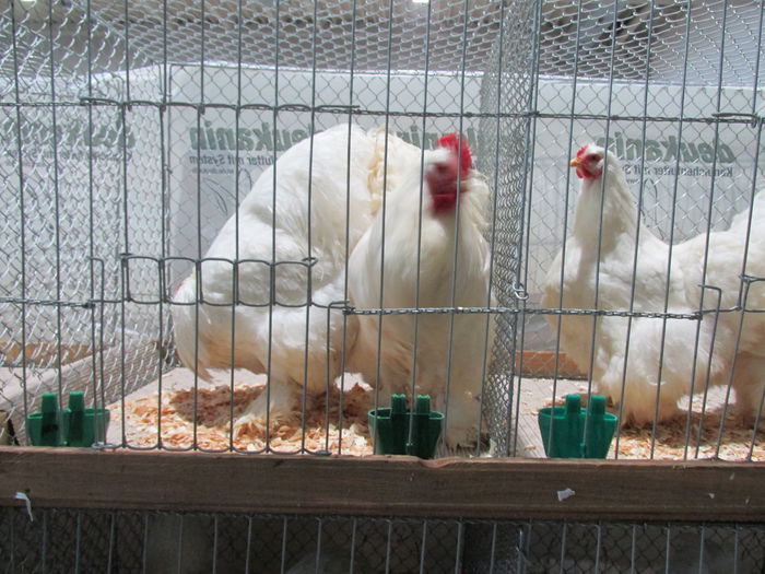 IMG_0071 - Straubing 2015