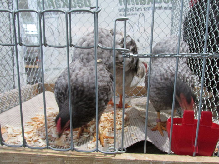 IMG_0073 - Straubing 2015