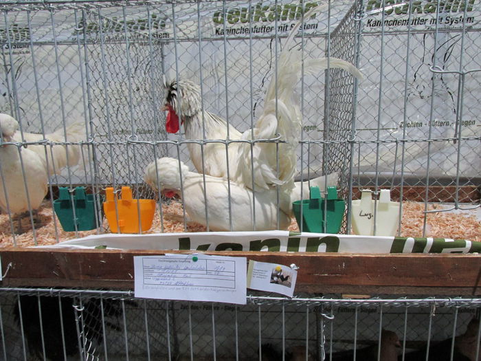 IMG_0076 - Straubing 2015