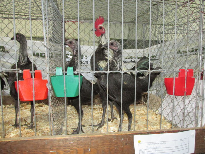 IMG_0078 - Straubing 2015