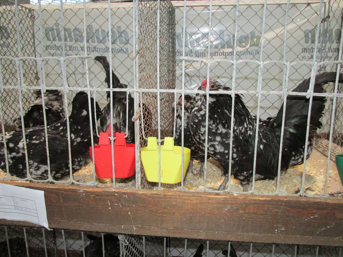 IMG_0079 - Straubing 2015