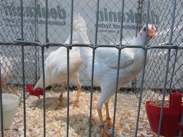 IMG_0081 - Straubing 2015