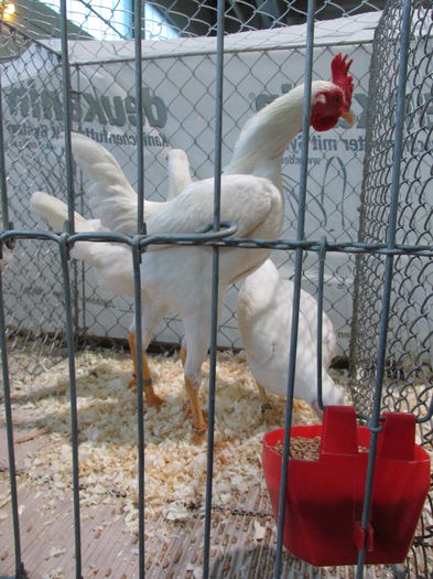 IMG_0082 - Straubing 2015