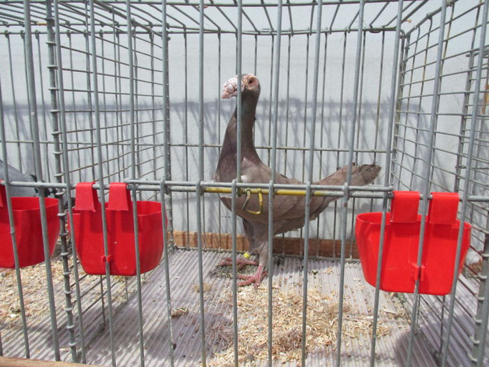 IMG_0085 - Straubing 2015