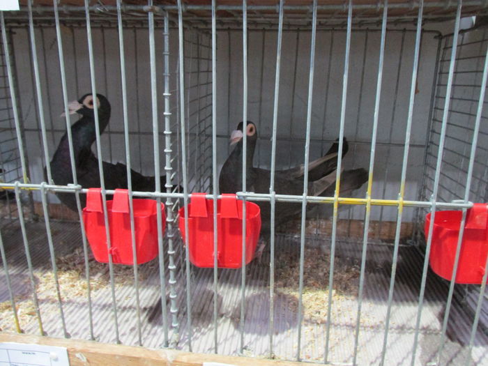 IMG_0086 - Straubing 2015