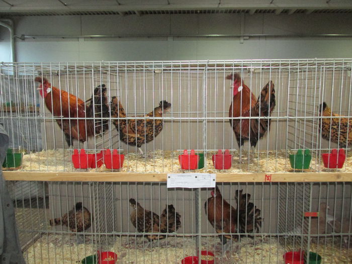 IMG_0087 - Straubing 2015