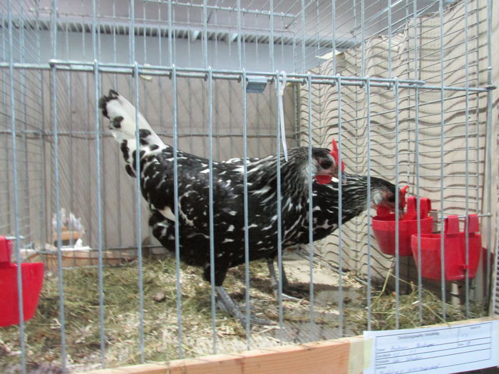 IMG_0088 - Straubing 2015