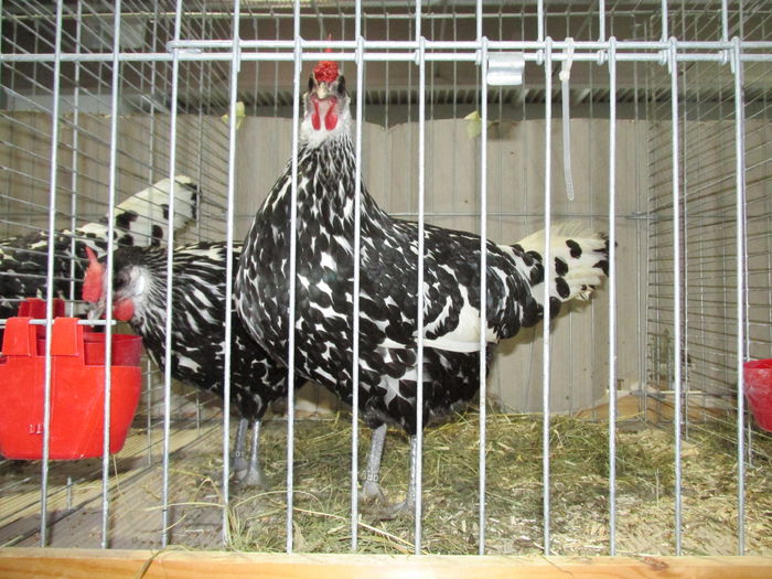 IMG_0089 - Straubing 2015