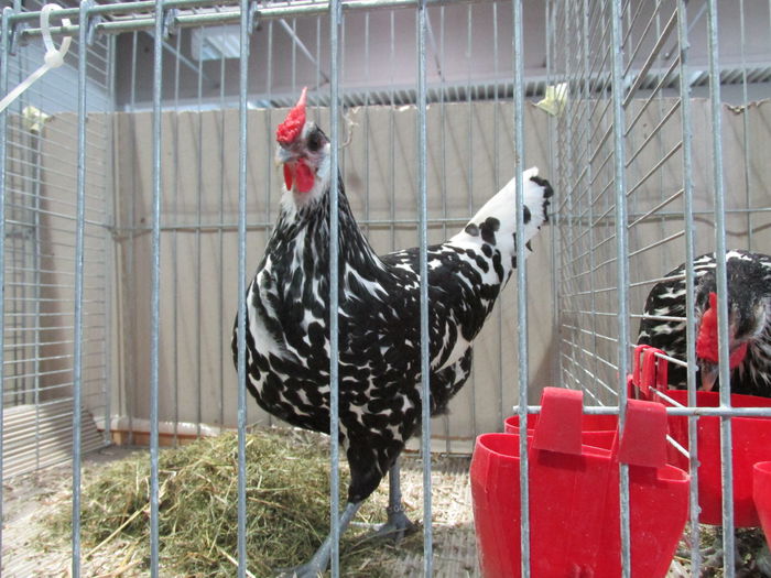 IMG_0090 - Straubing 2015