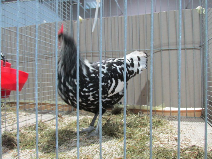 IMG_0091 - Straubing 2015