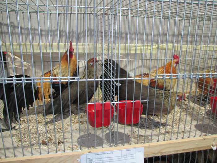 IMG_0092 - Straubing 2015