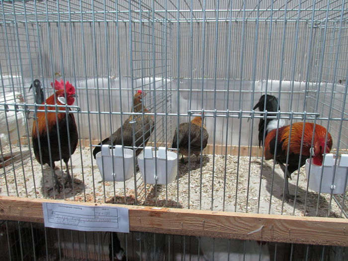 IMG_0093 - Straubing 2015