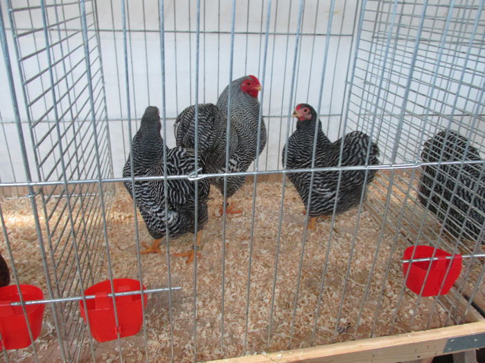 IMG_0097 - Straubing 2015