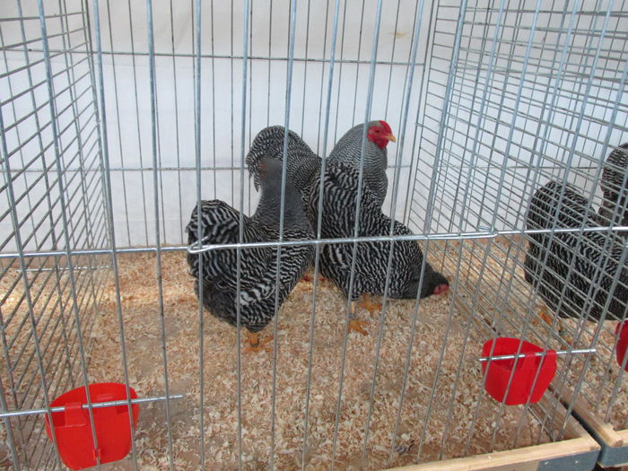 IMG_0098 - Straubing 2015