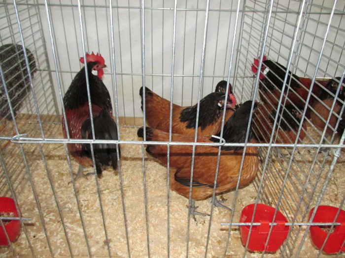 IMG_0100 - Straubing 2015