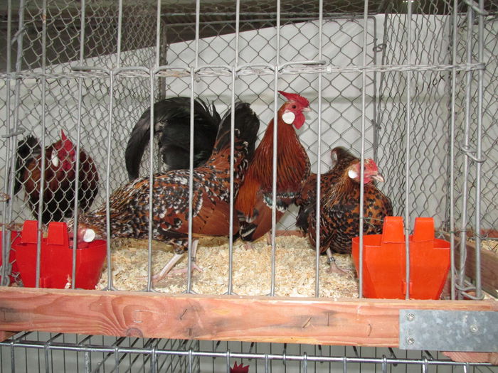 IMG_0101 - Straubing 2015