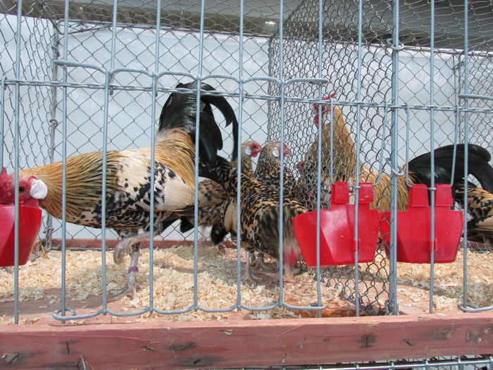 IMG_0102 - Straubing 2015