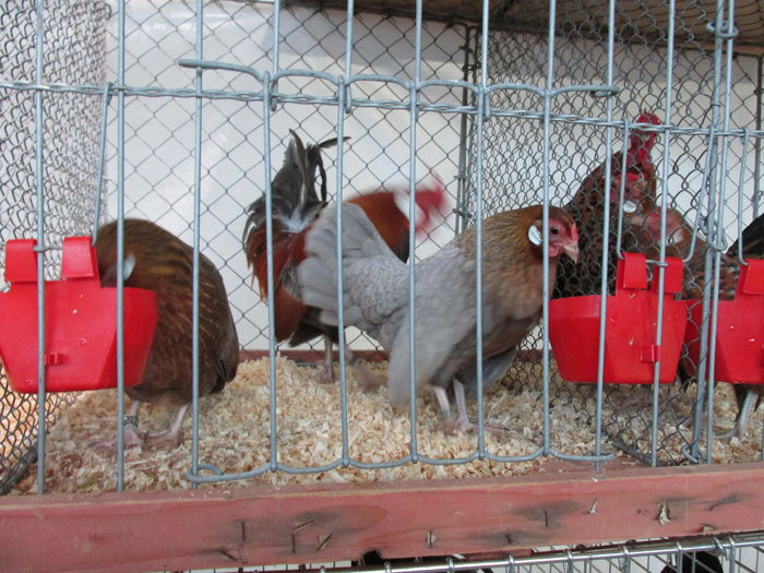 IMG_0103 - Straubing 2015