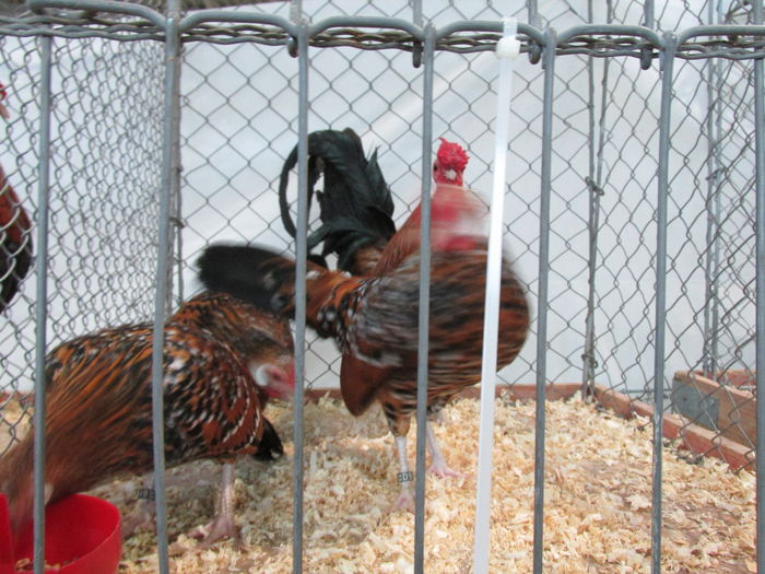 IMG_0105 - Straubing 2015