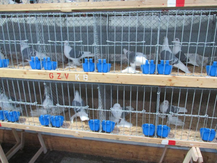 IMG_0106 - Straubing 2015