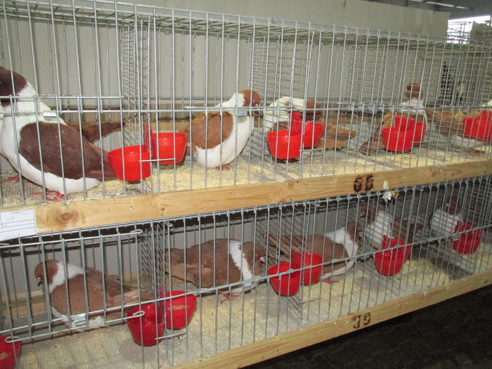 IMG_0107 - Straubing 2015