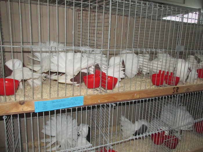 IMG_0108 - Straubing 2015