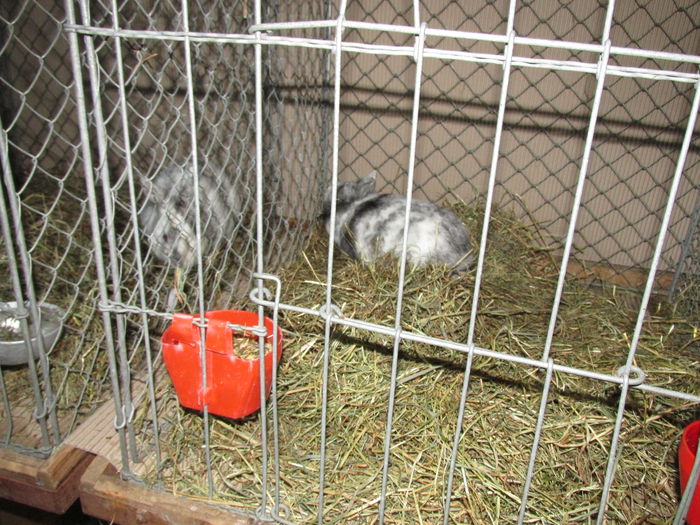 IMG_0109 - Straubing 2015