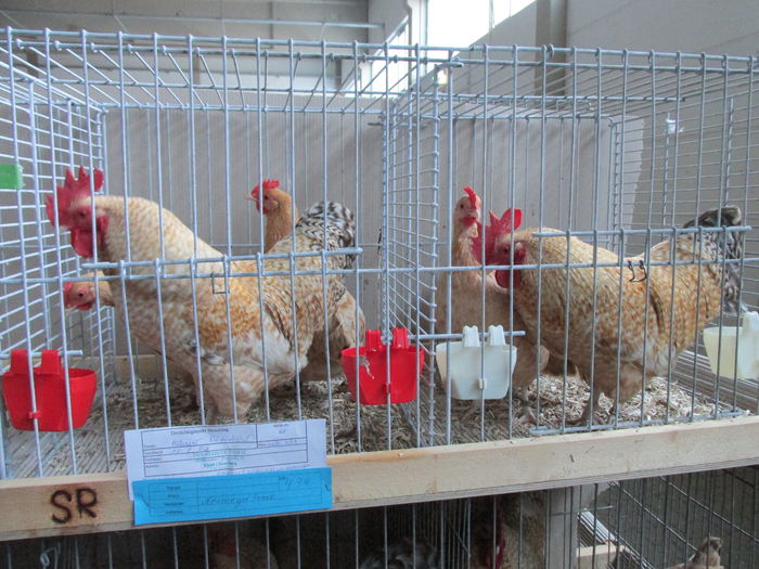 IMG_0110 - Straubing 2015