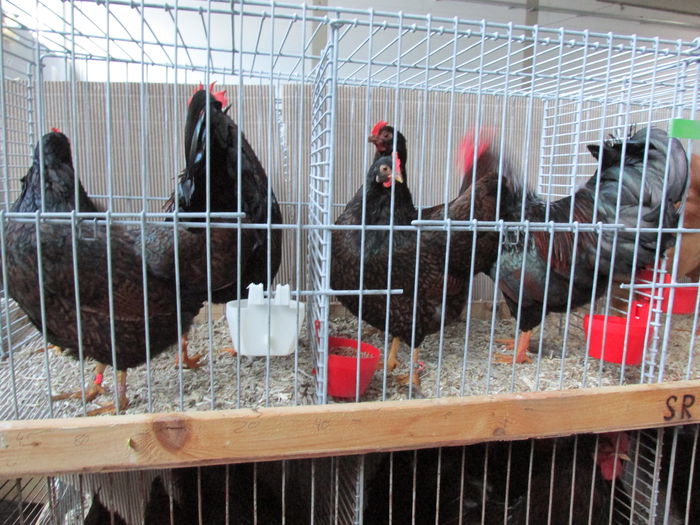 IMG_0111 - Straubing 2015