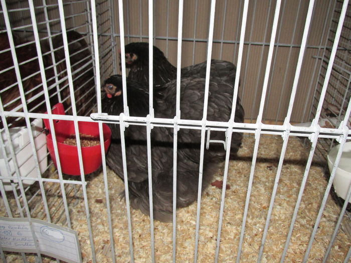 IMG_0113 - Straubing 2015