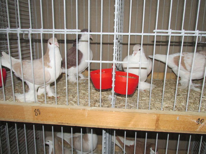 IMG_0114 - Straubing 2015