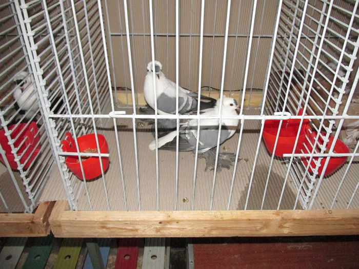 IMG_0115 - Straubing 2015